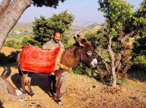 7899258-man-with-a-donkey-in-morocco
