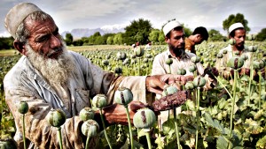 Afghan farmers collect raw opium as they work in a poppy field in Khogyani district of Jalalabad, east of Kabul, Afghanistan, Friday, May 10, 2013. Opium poppy cultivation has been increasing for a third year in a row and is heading for a record high, the U.N. said in a report. Poppy cultivation is also dramatically increasing in areas of the southern Taliban heartland, the report showed, especially in regions where thousands of U.S.-led coalition troops have been withdrawn or are in the process of departing. The report indicates that whatever international efforts have been made to wean local farmers off the crop have failed. (AP Photo/Rahmat Gul)