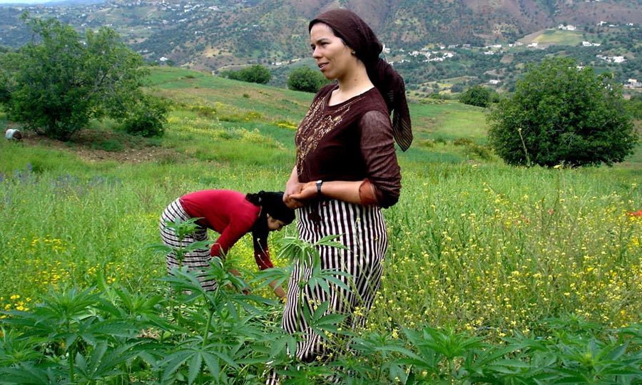 Morocco-Algeria : No Borders for Cannabis.